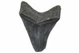 Serrated, Fossil Megalodon Tooth - South Carolina #362497-1
